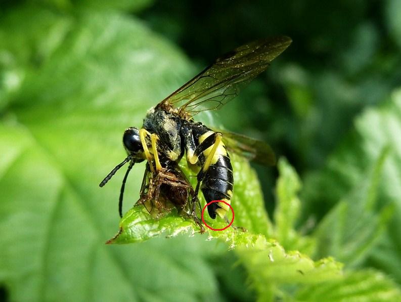 Tenthredo sp. parassitizzata da Strepsittera?
